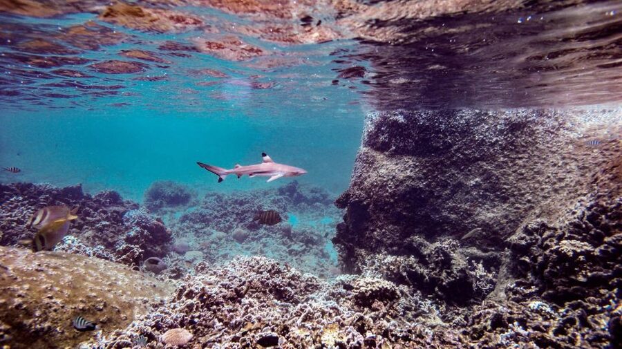 From Phi Phi: Sunrise Maya Bay, Pileh Lagoon Speedboat Tour - Monkey Beach brings wildlife, with a clear warning