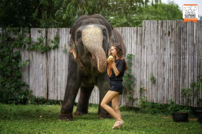 From Phuket: Elephant Jungle Sanctuary Feed and Shower Trip - Key Points Before You Book