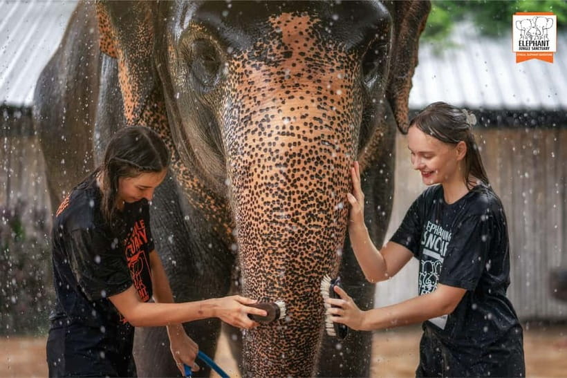 From Phuket: Elephant Jungle Sanctuary Feed and Shower Trip - Feeding Elephants Seasonal Fruit