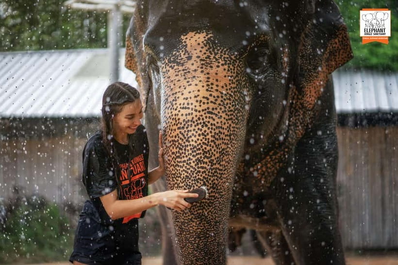 From Phuket: Elephant Jungle Sanctuary Feed and Shower Trip - Photos, Snacks, and Time With the Elephants