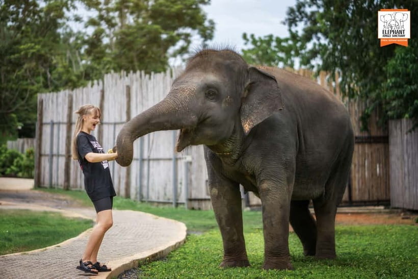 From Phuket: Elephant Jungle Sanctuary Feed and Shower Trip - Learning How Elephants Behave Before Feeding
