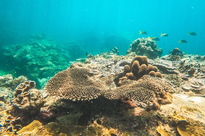 Full-Day Cruise of Koh Nang Yuan and Koh Tao From Koh Samui - What This Koh Tao Cruise Really Offers