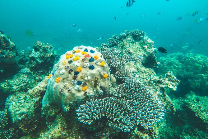 Full-Day Cruise of Koh Nang Yuan and Koh Tao From Koh Samui - Thai Lunch on Koh Tao