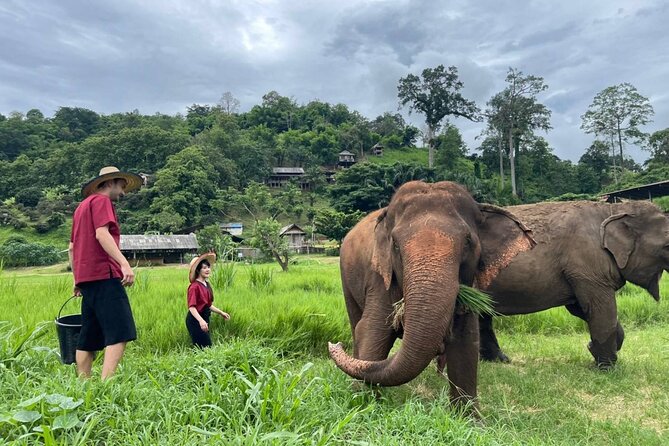 Full Day Experience at Ran-Tong Save & Rescue Elephant Centre - Leaving Chiang Mai for Mae Taeng District