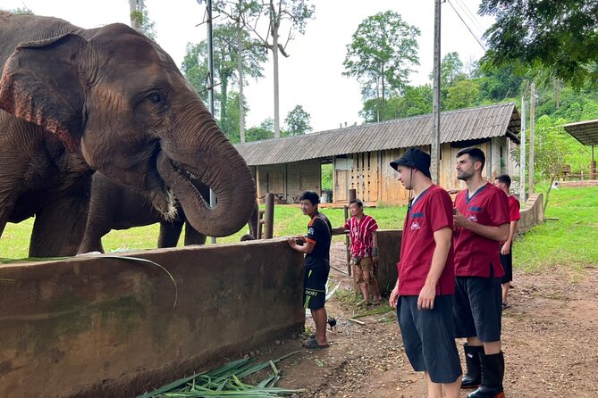 Full Day Experience at Ran-Tong Save & Rescue Elephant Centre - Lunch with Thai food, fruit, and vegan options