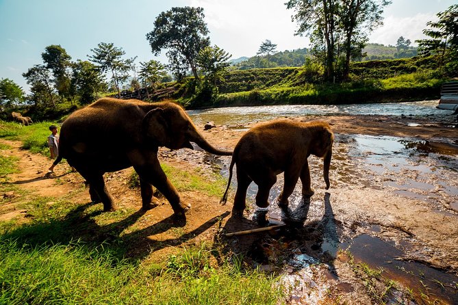 Full-Day Guided Tuk Tuk Chiang Mai Adventure and Rafting - Thai Lunch and a Useful Midday Pause