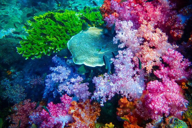 Full-Day Koh Lipe 7 Islands Snorkeling Experience with Lunch - Noon lunch at Ao Ling, with monkeys nearby