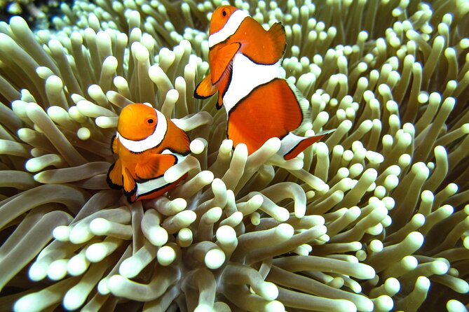 Full-Day Koh Lipe 7 Islands Snorkeling Experience with Lunch - Koh Phung and the final swim