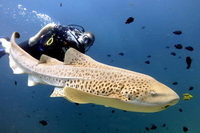 Full-Day Koh Phi Phi Scuba Diving Course from Phuket - Starting at Chalong Pier at 7:30 a.m.