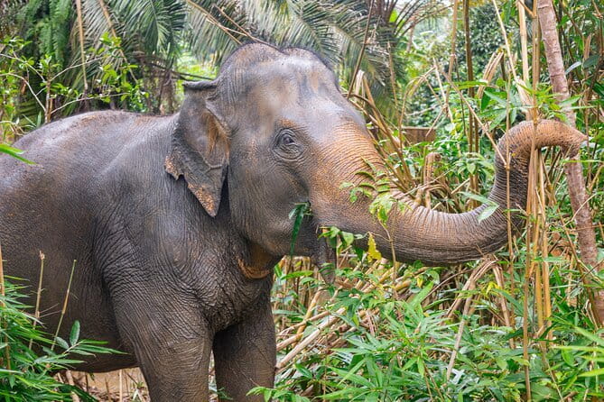 Full Day Phangnga Bay with Andaman Sea Kayak - Hong Island and the ring-shaped lagoon