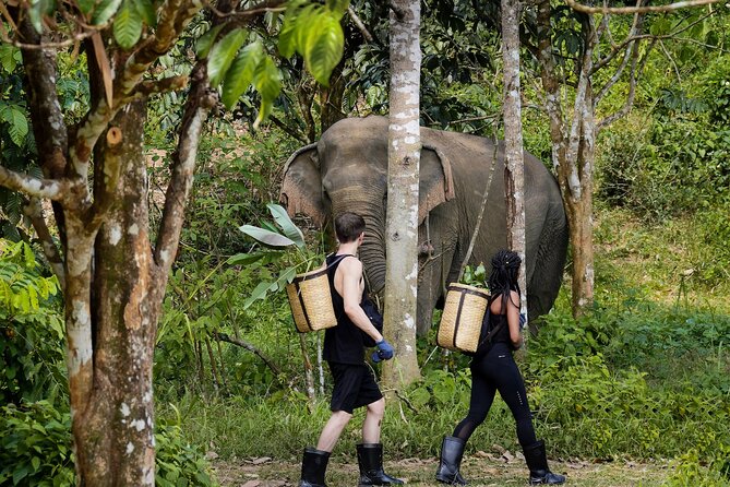 Full-Day Phuket Elephant Sanctuary Tour with Lunch and Dinner - Key things to know before you book