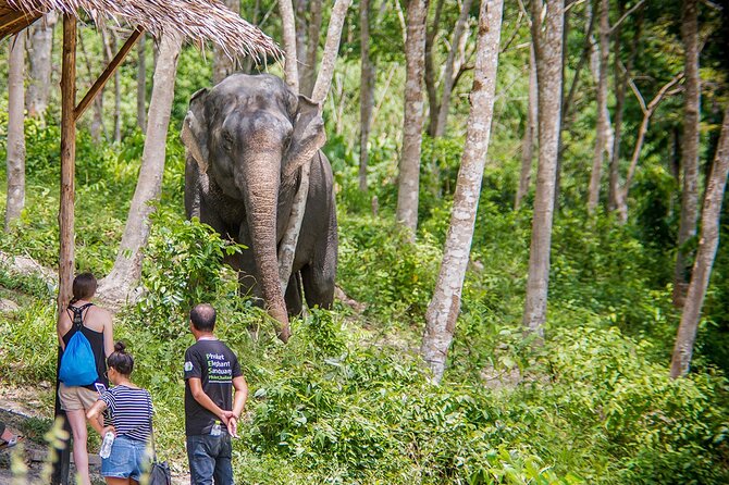 Full-Day Phuket Elephant Sanctuary Tour with Lunch and Dinner - Hotel pickup and group size