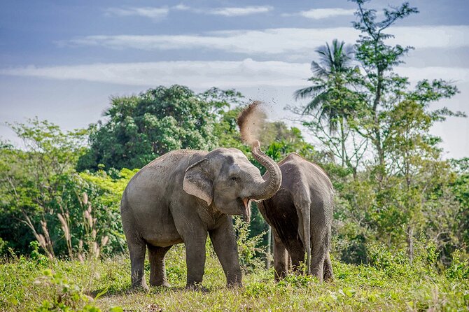 Full-Day Phuket Elephant Sanctuary Tour with Lunch and Dinner - Starting with the elephant story