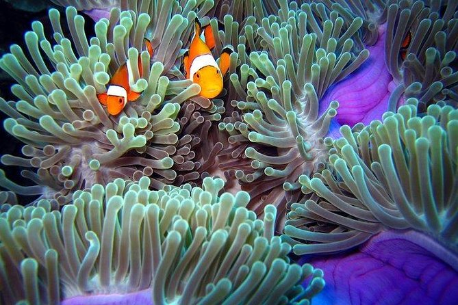 Full-Day Racha Noi and Racha Yai Snorkeling from Phuket - A scuba operation with snorkeling added