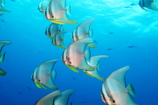 Full Day Snorkeling Course in Koh Chang with Lunch - Route one: HTMS Chang and two coral sites