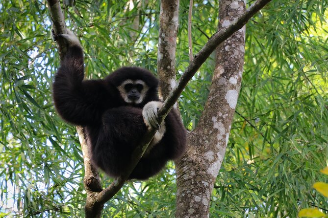 Full-Day Trekking and Sightseeing Tour in Mae Kampong - Lunch and the value of the $81.44 price