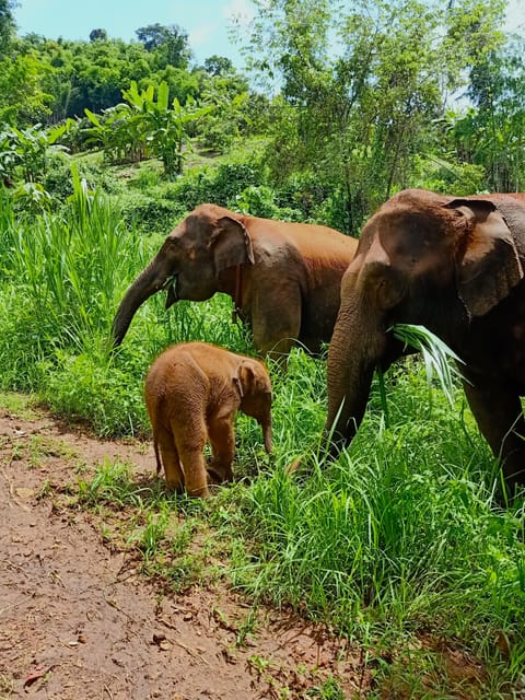 Full-day with CHIANGMAI ELEPHANT CARE and Sticky waterfall - Key points to know before you go