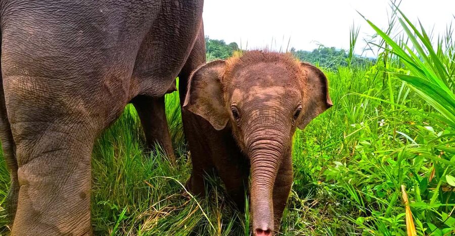 Full-day with CHIANGMAI ELEPHANT CARE and Sticky waterfall - A full day from Chiang Mai, with a long road ahead