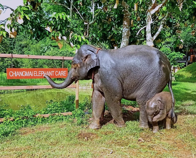 Full-day with CHIANGMAI ELEPHANT CARE and Sticky waterfall - Small practical tips for a smoother day