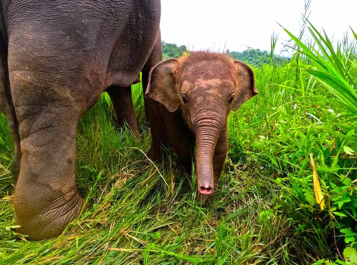 Full-day with CHIANGMAI ELEPHANT CARE and Sticky waterfall - Arriving at Chiang Mai Elephant Care