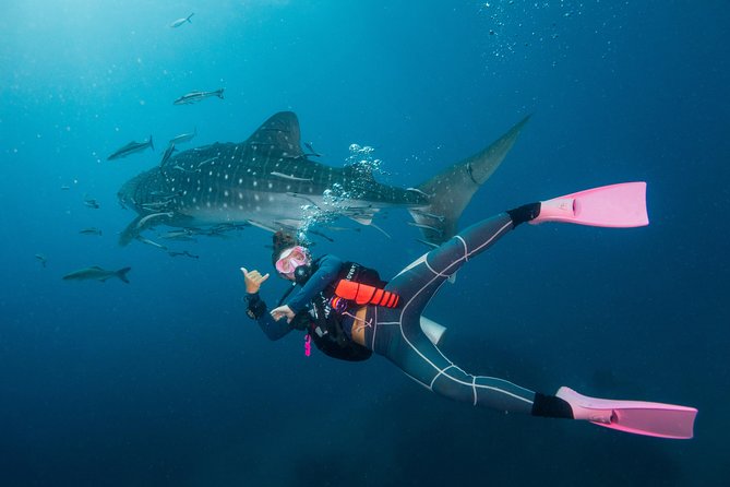 Fun Diving Packages (Certified Divers) - Chumphon Pinnacle, Sail Rock, and the possible site list