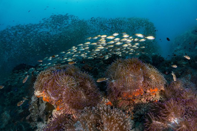 Fun Diving Packages (Certified Divers) - Lunch and included equipment add real value