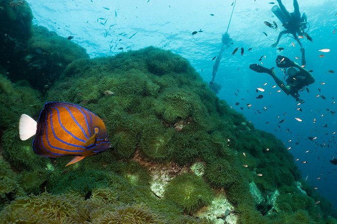 Fun Diving Packages (Certified Divers) - What may disappoint you