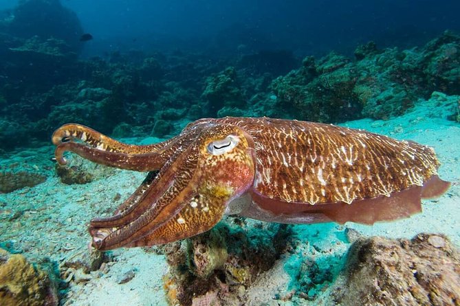 Fun Diving Safari Day Trip From Koh Lanta - Certified Divers - An 8-hour day beginning at Kantiang Bay