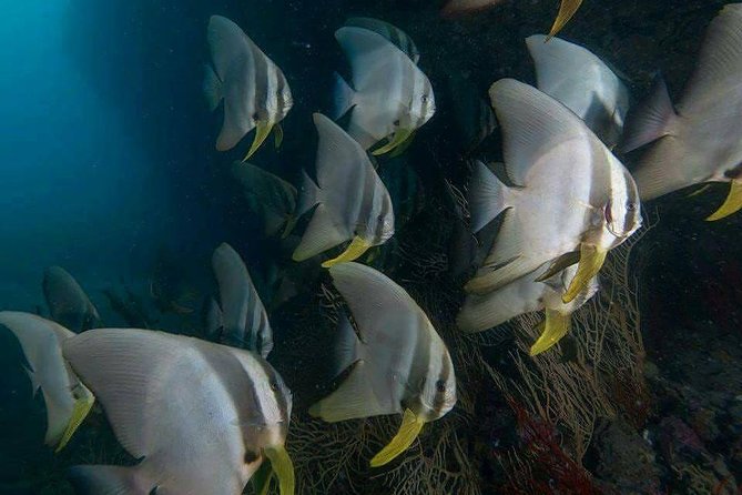 Fun Diving Safari Day Trip From Koh Lanta - Certified Divers - What the water time is likely to feel like