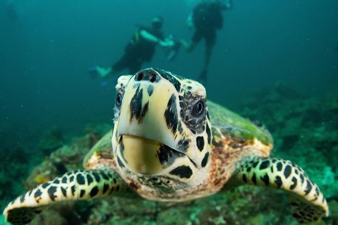 Fun Diving Safari Day Trip From Koh Lanta - Certified Divers - Is $60 good value for Koh Lanta?