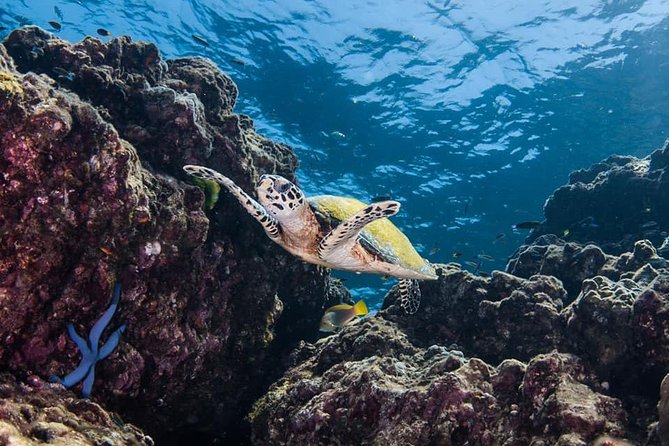 Fun Diving Safari Day Trip From Koh Lanta - Certified Divers - Safety, certification, and what you need to check