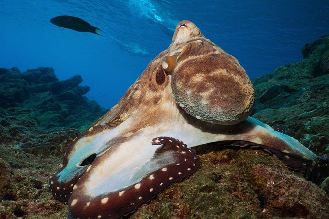 Fun Diving Safari Day Trip From Koh Lanta - Certified Divers - Koh Haa from October 15 through May 15