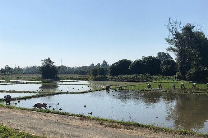 Half-day E-bike Countryside and rice paddies (flat land, GUIDED) - Price, group size, and overall value
