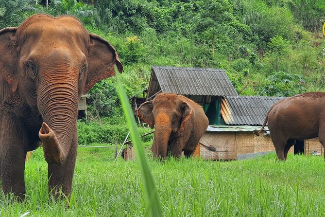 Half-Day Elephant Experience at Rantong - Key points to know before booking