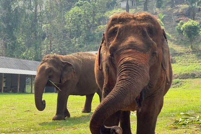 Half-Day Elephant Experience at Rantong - A five-hour elephant day outside Chiang Mai