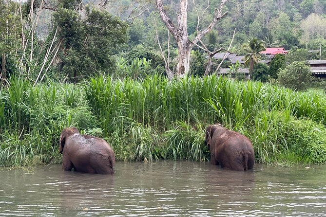 Half-Day Elephant Experience at Rantong - Starting with elephant school