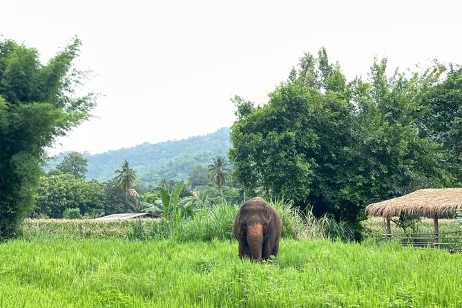Half-Day Elephant Experience at Rantong - Making vitamins for pregnant, injured, and older elephants