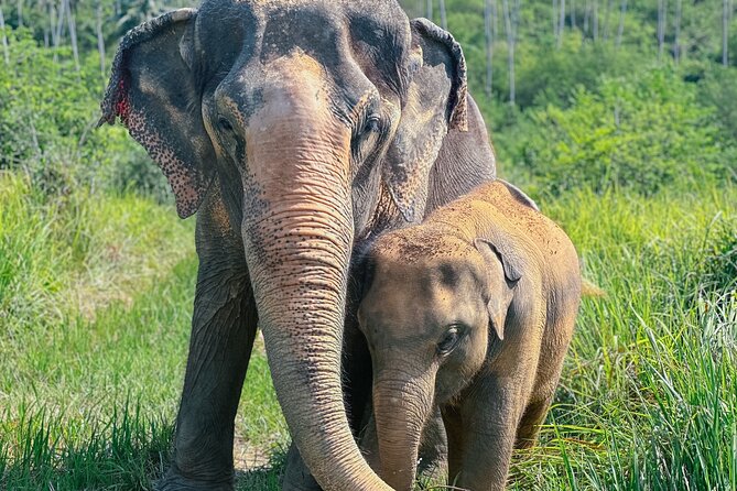 Half Day Elephant Home Sanctuary in Samui - Key points to know before you go