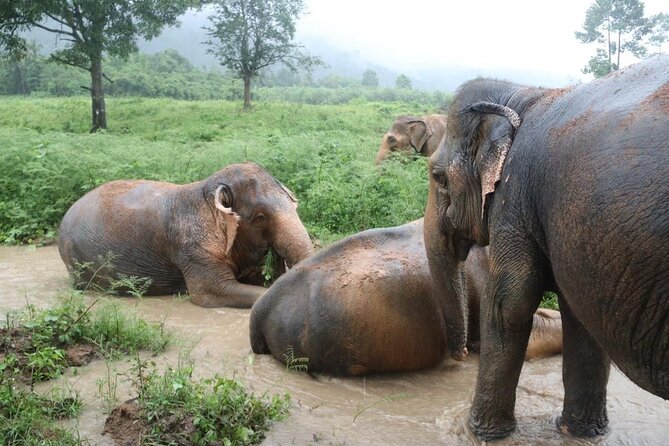 Half Day Elephant Home Sanctuary in Samui - Pickup, arrival, and the three-hour schedule