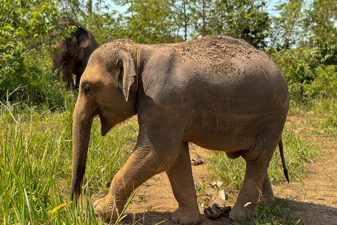 Half Day Elephant Home Sanctuary in Samui - Watching elephants in the jungle