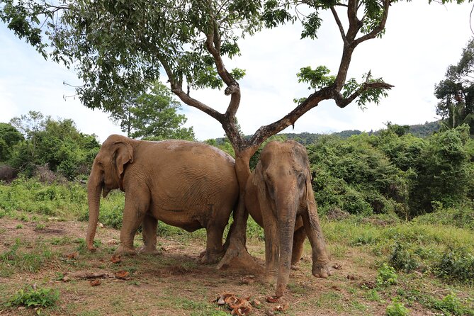 Half Day Elephant Home Sanctuary in Samui - Bathing and the role of the mahouts