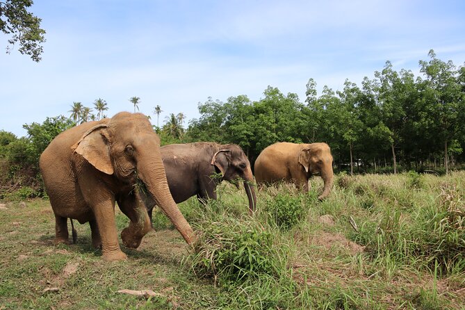 Half Day Elephant Home Sanctuary in Samui - The vegetarian meal and end-of-visit video