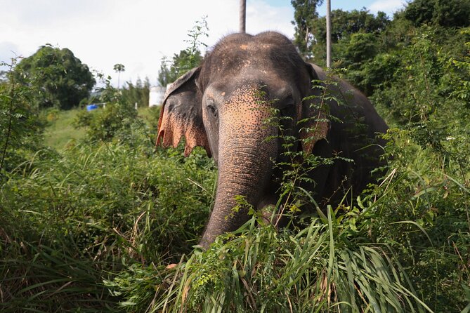 Half Day Elephant Home Sanctuary in Samui - Is $97.83 good value?