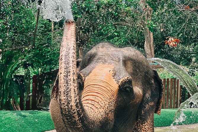 Half Day Elephant Home Sanctuary in Samui - Who will enjoy this most?