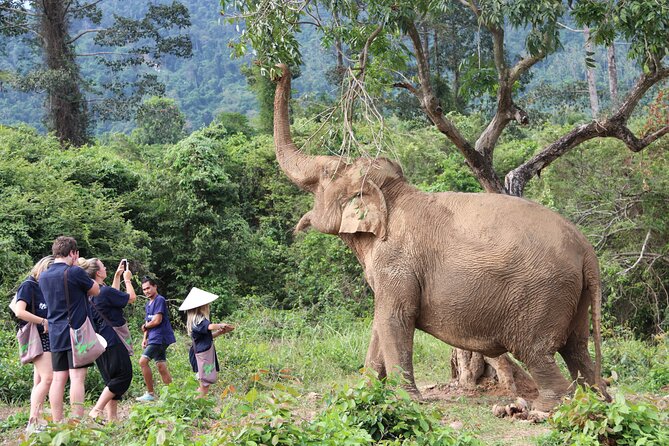 Half Day Elephant Home Sanctuary in Samui - Preparing food and feeding the elephants