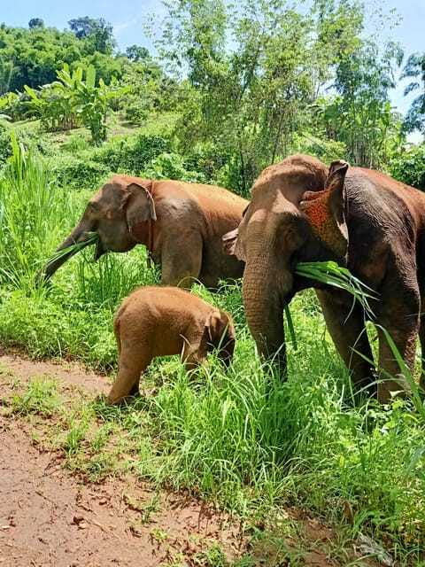 Half-day with CHIANGMAI ELEPHANT CARE program (12pm-6pm.) - The river bath is optional, not a promise