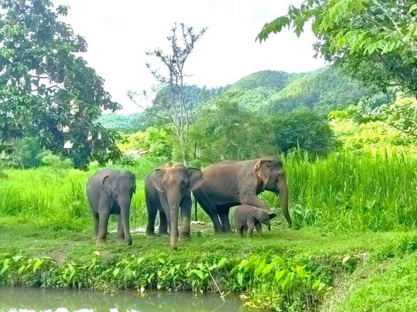 Half-day with CHIANGMAI ELEPHANT CARE program (12pm-6pm.) - The guide can make or break the afternoon