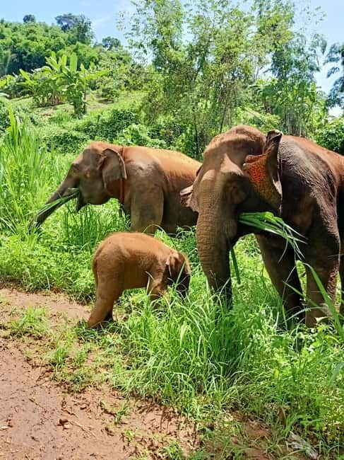 Half-day with CHIANGMAI ELEPHANT CARE program (12pm-6pm.) - Arriving at Chiangmai Elephant Care