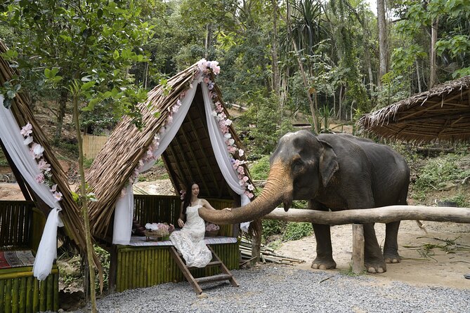 Half day with Elephants at Patong Elephant Hug （No ride No trick） - Key things to know before booking