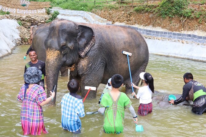 Half day with Elephants at Patong Elephant Hug （No ride No trick） - Shower time, mud pools, and the question of contact